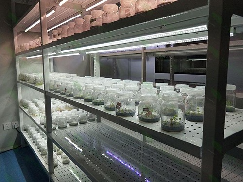秦州植物组织培养实验室设计建设方案